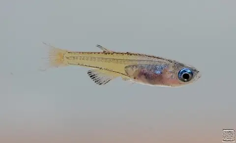 Pseudomugil sp. 'red neon'