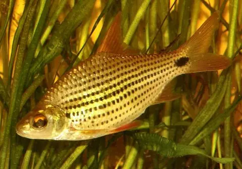 Cyclocheilichthys apogon