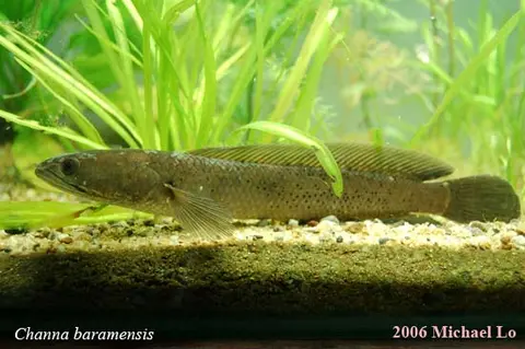 Channa baramensis