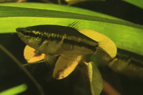 Parasphaerichthys lineatus