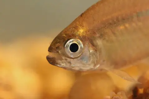 Hyphessobrycon balbus