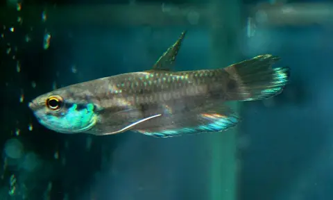 婆罗洲搏鱼