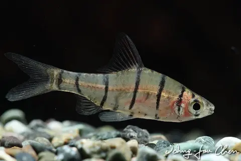 Eirmotus octozona