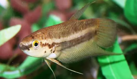 Betta ibanorum