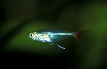 Prionobrama filigera