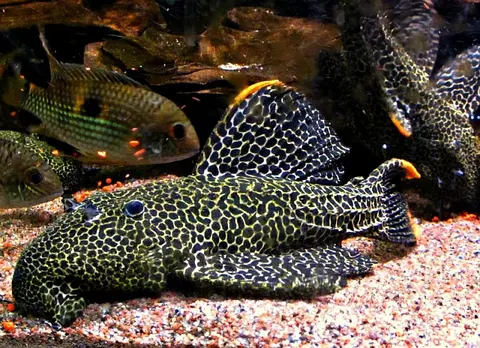 Pseudacanthicus cf. leopardus