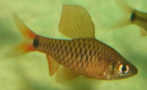 Oreichthys sp. 'Myanmar Redfin'