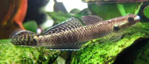 Stiphodon ornatus