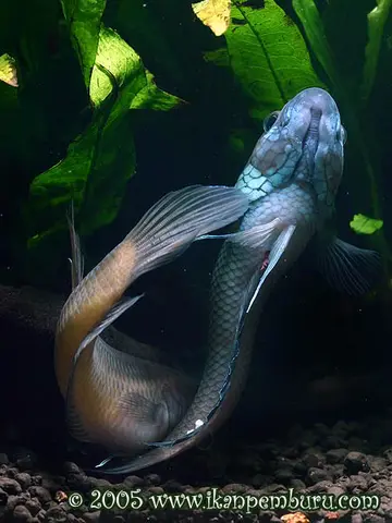Betta ocellata