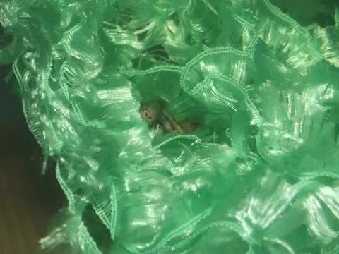 短铅笔鱼