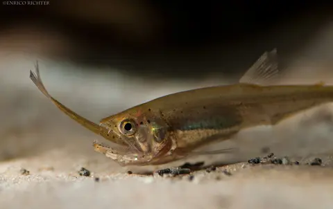 Hydrolycus armatus
