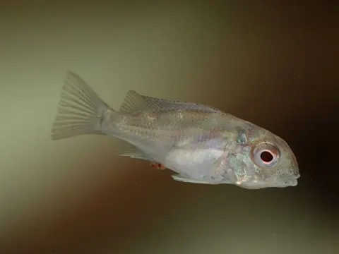 Geophagus brachybranchus