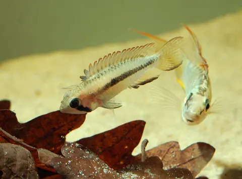 Apistogramma sp. 'breitbinden'
