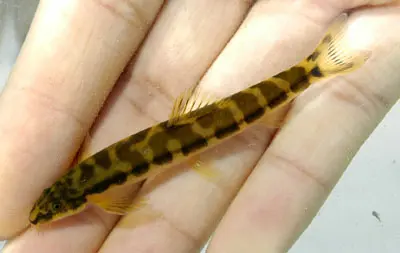 Schistura kloetzliae