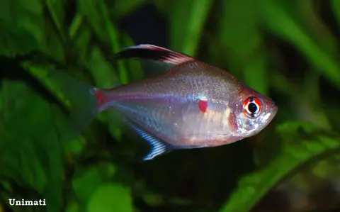 红点魮脂鲤