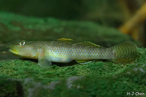 斑带吻鰕虎鱼