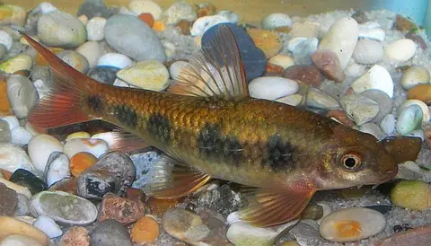 Garra spilota
