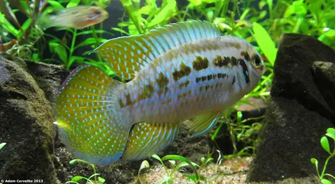Laetacara araguaiae