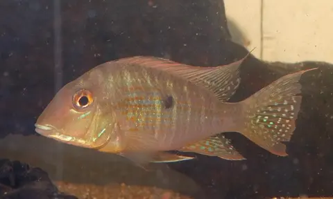 Geophagus neambi