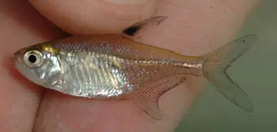 窄魮脂鲤