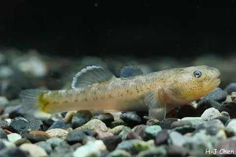沙漠虾虎