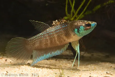 Betta kuehnei