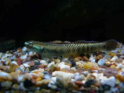 Stiphodon ornatus