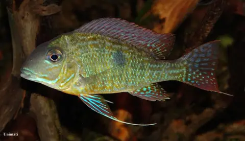 Geophagus neambi