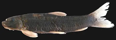 Garra kalpangi