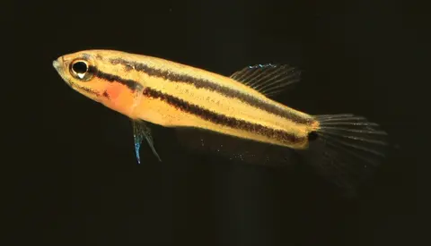 大口抟鱼
