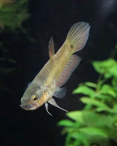 Betta ocellata