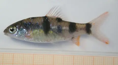 Dawkinsia tambraparniei