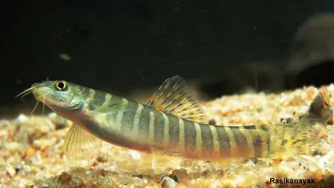 丹尼森南鳅