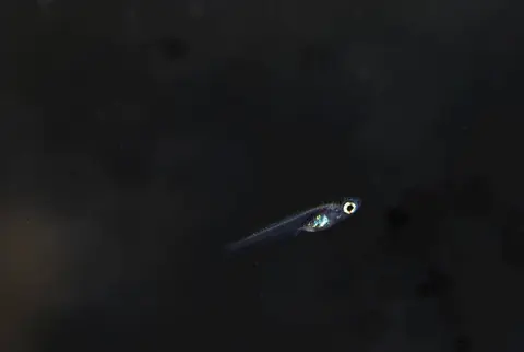 Oryzias wolasi