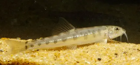 革条鳅