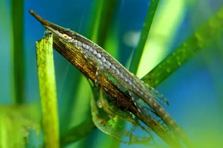 饰纹管吻鲶