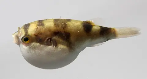 南美娃娃