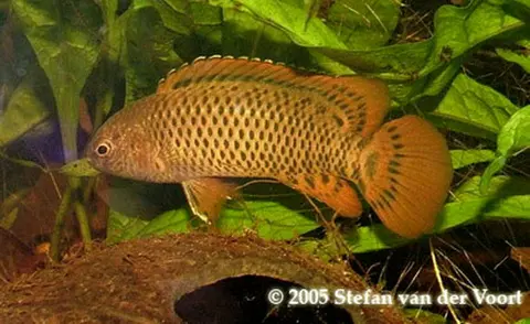 Badis corycaeus