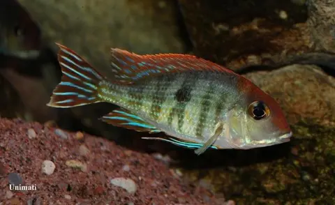 Geophagus sp. 'orange head'