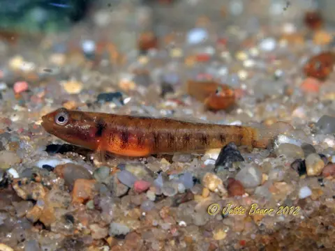 Rhinogobius zhoui