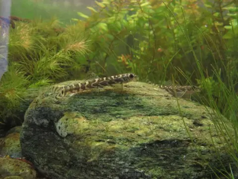 三角中间真条鳅