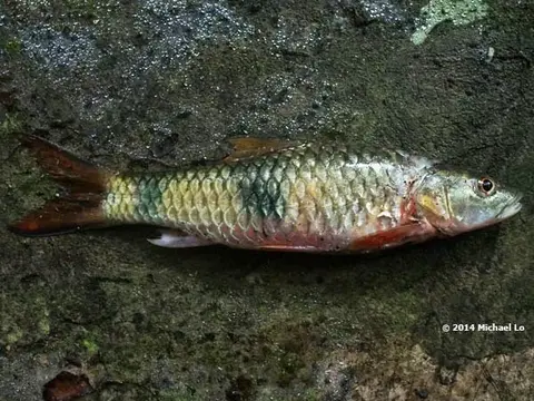 双斑裂峡魮