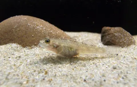 子陵吻鰕虎鱼