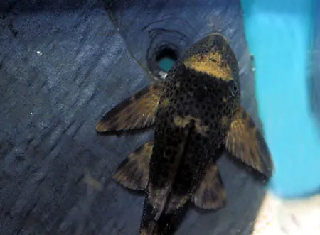 Hypostomus sp.