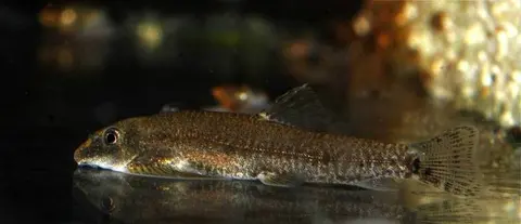 Erromyzon sp. 'ER01'