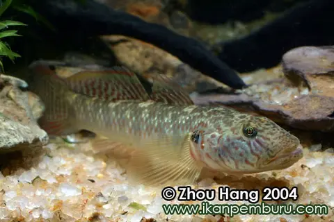 子陵吻鰕虎鱼