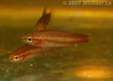 Parosphromenus allani