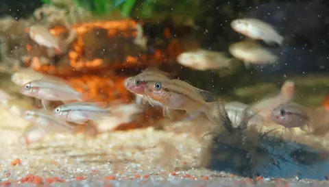 Congochromis sabinae