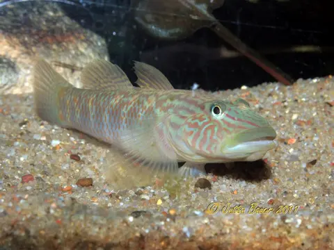 台湾名古屋吻鰕虎鱼