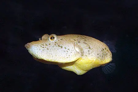 小尾鲀